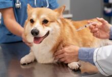 How Rabies Vaccinations Support Long-Term Pet Health and Safety