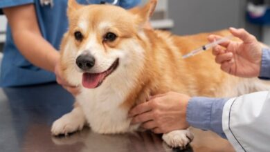 How Rabies Vaccinations Support Long-Term Pet Health and Safety